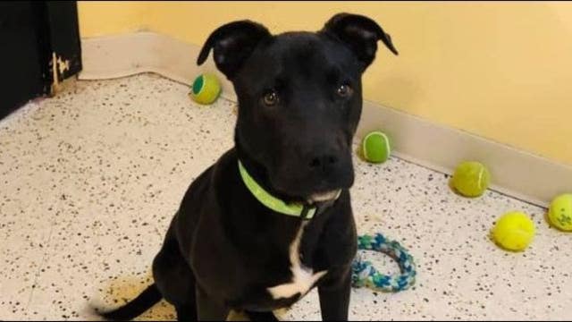 'Miracle puppy' survives attempt at being euthanized