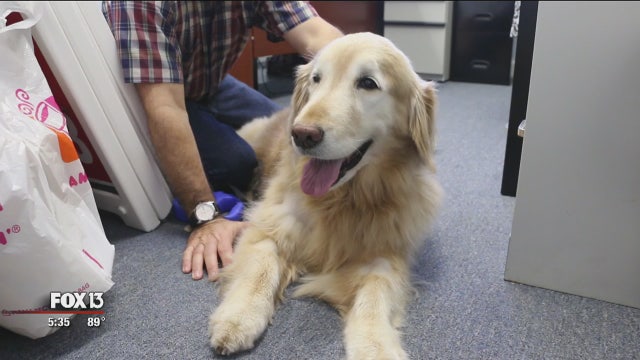 Dog in Tampa helped by cancer drug; people could be next