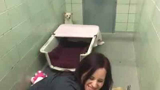 WATCH: Mother pup reunited with puppies at shelter