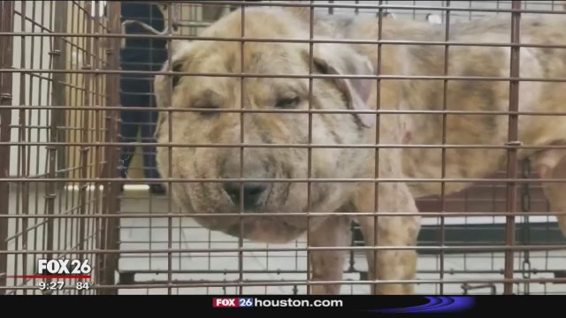 Dog tortured & used as target practice recovers after surgery