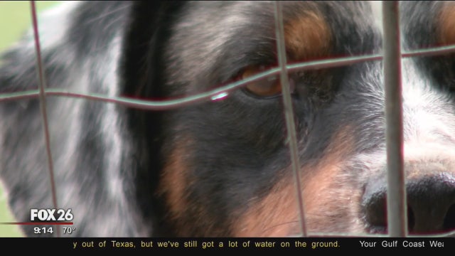 Happy ending for two dogs found living under empty house