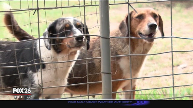 Dogs guard empty house where owner left them to fend for themselves