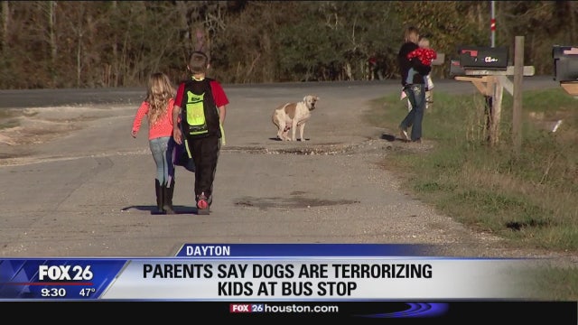 Dayton parents say dogs terrorizing kids at new bus stop