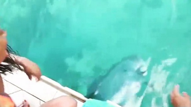 Dolphin Retrieves Phone from bottom of the Ocean