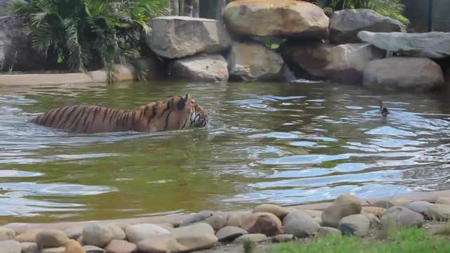 Duck plays chicken with tiger