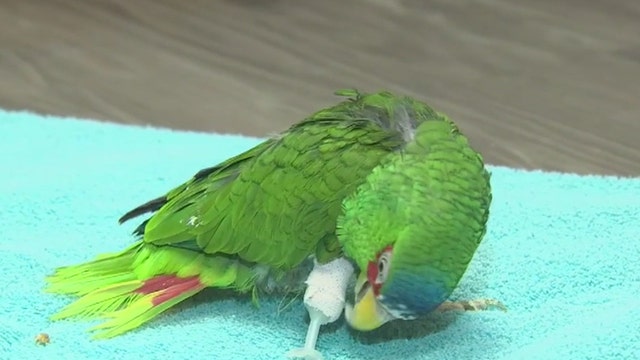 Parrot gets new leg, thanks to 3D printer