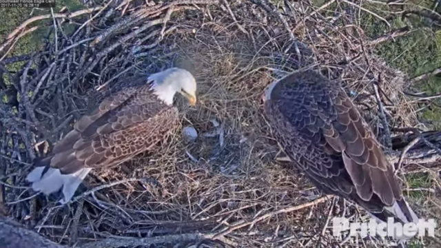 Florida eagles take turns incubating new eggs