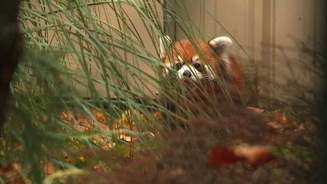 Endangered, twin red panda cubs debut at Seattle zoo