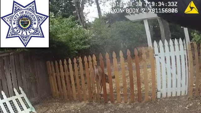 VIDEO: Cop rescues baby deer jammed in fence