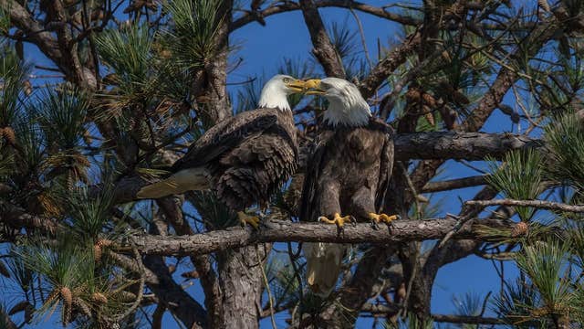 Berry College Eagles Caught in a Sweet Moment