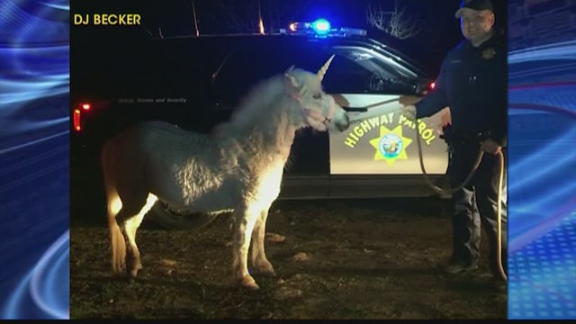 Escaped 'Unicorn' leads police on wild, hot-to-trot chase