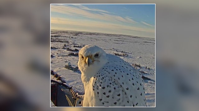 Gyrfalcon returns to live cam for closeups