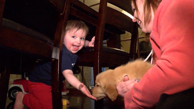 3-year-old autistic boy given service dog
