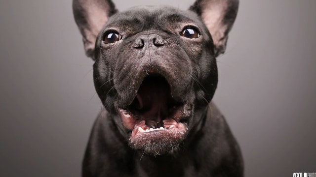 Pet photographer raises money for charity with glamour shoots for dogs