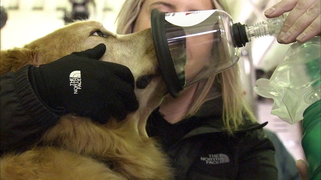 Special oxygen masks help firefighters save pets from burning buildings