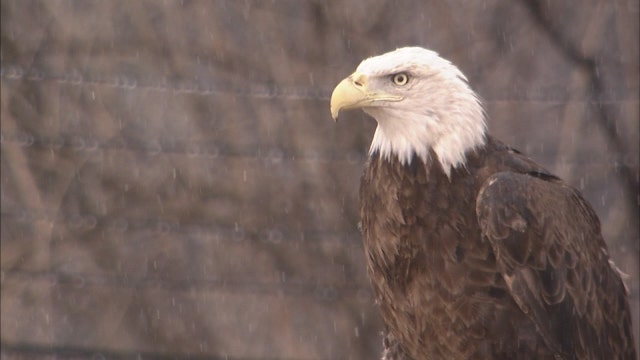 Amputee bald eagle adjusting to new life at Detroit Zoo