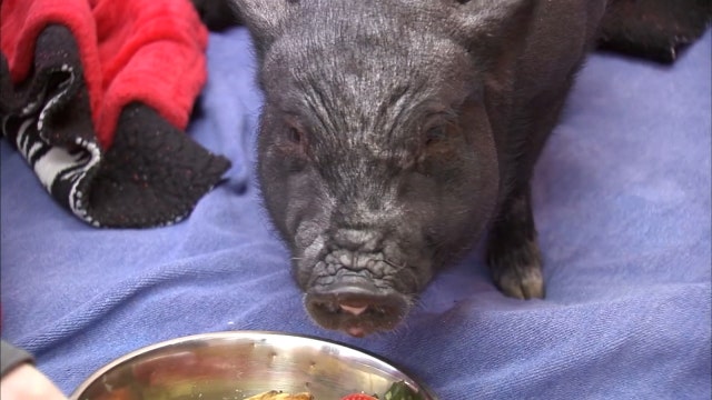 Detroit-area police stop pet potbellied pig on the loose