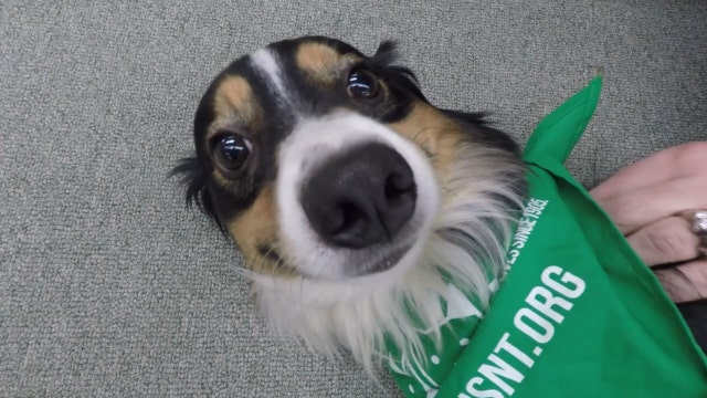 Two-legged ‘T-Rex' dog to get wheelchair thanks to generous donors