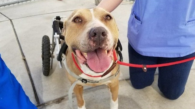 Stray pit bull hit by car, protected by fellow stray