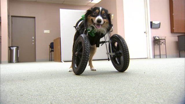Two-legged ‘T-Rex' dog finally gets his own wheelchair thanks to generous donors