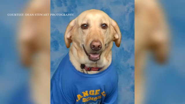Beloved service dog gets own yearbook photo, faculty badge