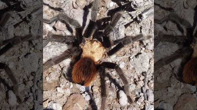 Tarantula in Texas seen ‘swimming' in 'terrifyingly cool' viral video