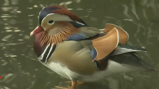 East Asian duck living in Central Park