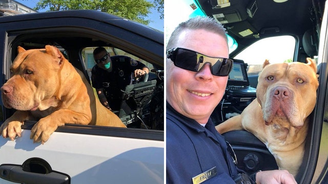 Police get call for "vicious dog" find playful pit bull instead