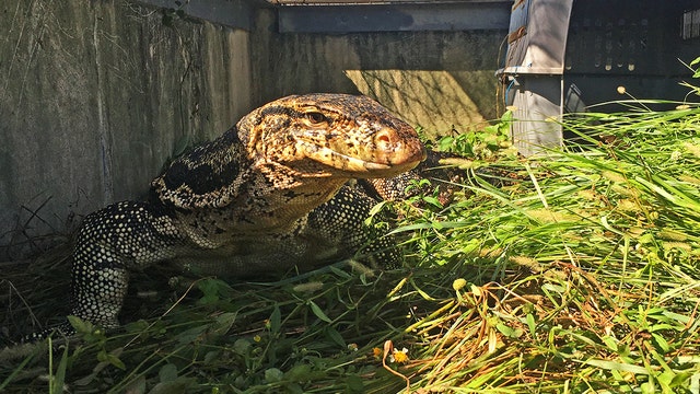 Officers catch huge lizard that terrified Florida neighbors