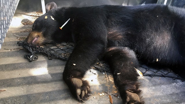 College-bound bear? Authorities capture bear near FSU campus