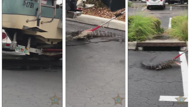 Feisty gator serves as reminder to check under vehicles during mating season