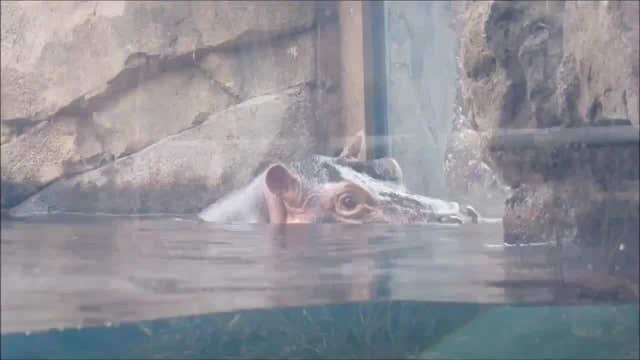 Fiona the Hippo makes first sounds by grunting at her fan club