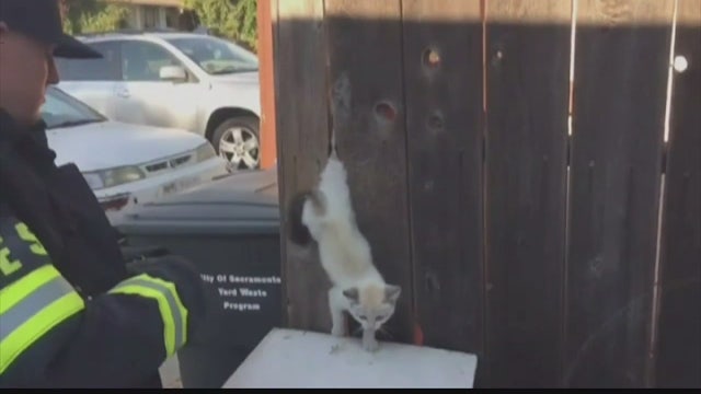 Firefighters rescue kitten caught in fence