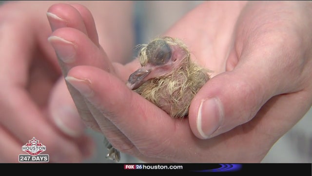 Flooding takes toll on wildlife and the agency charged with helping them