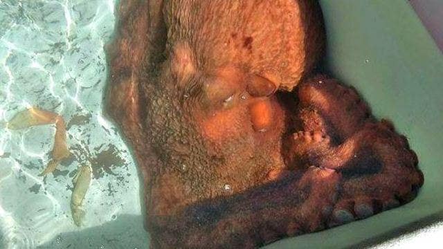San Luis Obispo seafood market owner releases 70 pound Octopus back to wild