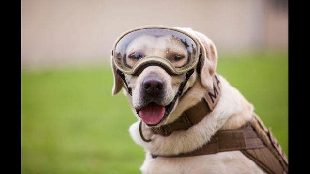 Mexican rescue dog Frida became symbol of earthquake hope