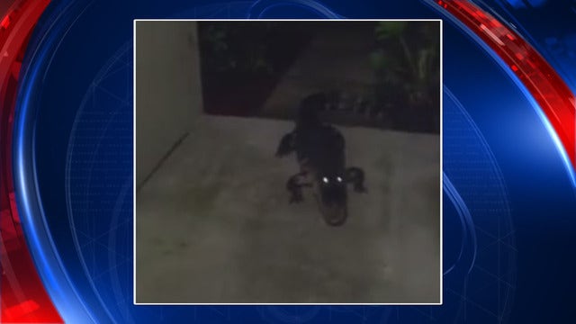 Knock knock: gator shows up at Wesley Chapel door