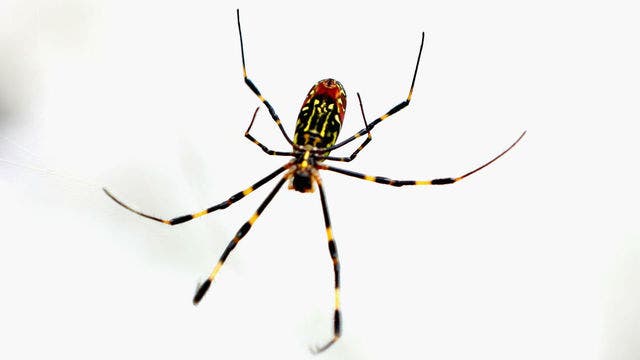 Driver with arachnophobia causes traffic jam on Hwy. 280 after seeing spider in car