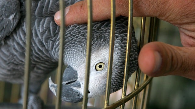 Parrot used Amazon Alexa to order items while his owner was away