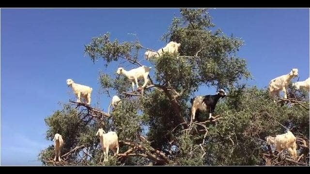 VIDEO: Who knew goats grew on trees?