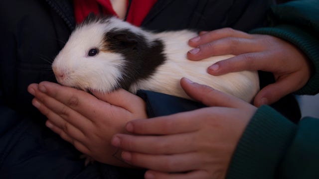 'I was suspicious, but it was tasty': Guinea pig ice cream for sale in Ecuador