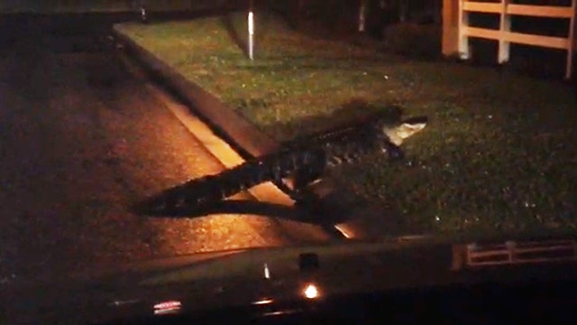 Gator stops traffic, because Florida