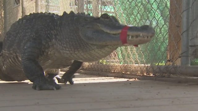 Valley alligator gets new prosthetic tail