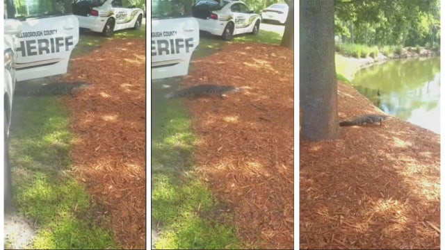 Gator takes cab ride 'home' to lake in Hillsborough deputy patrol car