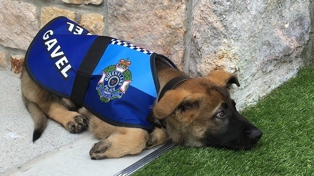 Friendly dog who failed out of police dog academy gets special new job