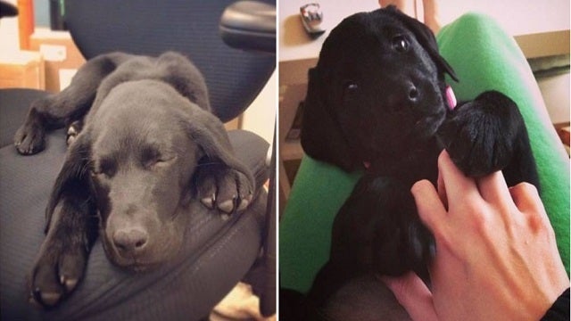 Dream Job: Get paid $100 an hour to pet puppies