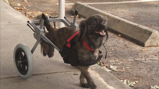 Paralyzed pup gets wheels, but needs home