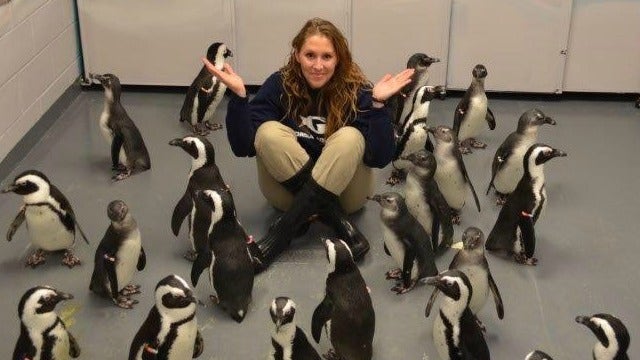 Penguin Chicks Baby Boom at Georgia Aquarium