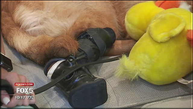 Prosthetic limbs are changing dogs' lives