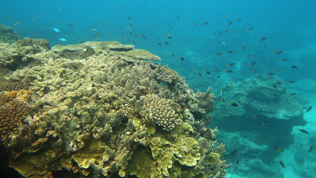 Great Barrier Reef to be dumping ground for one million tons of sludge